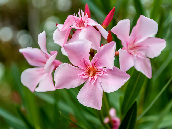 What are the health benefits of edible flowers?