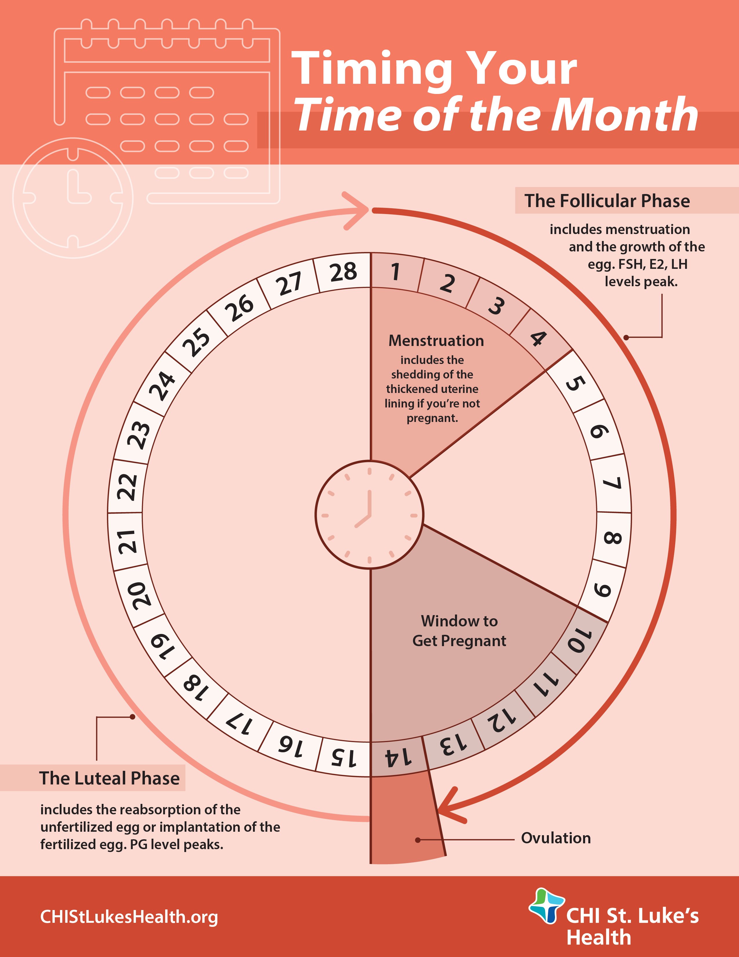 Menstrual Cycle Flow Chart